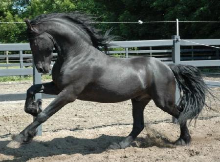 voila un cheval noir