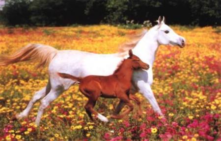 la maman et son b�b�