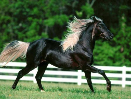 voici un cheval splendide